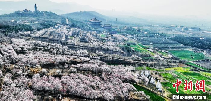 河南平顶山：百亩杏花摇曳生姿