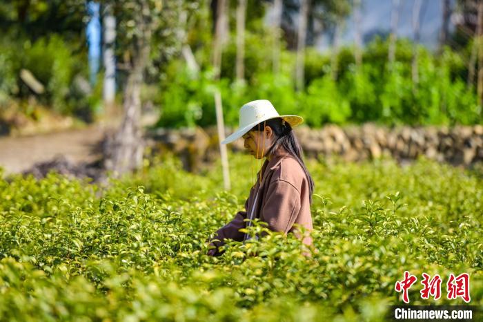 安徽岳西：春茶进入采摘黄金季