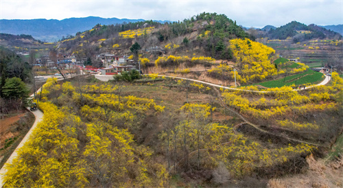 成县连翘花开遍山金 。