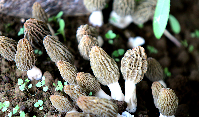 礼县：种植羊肚菌 撑起致富“伞”