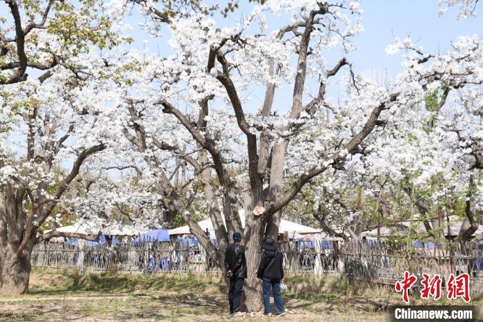 图为游客在“世界第一古梨园”内参观。　戴文昌 摄