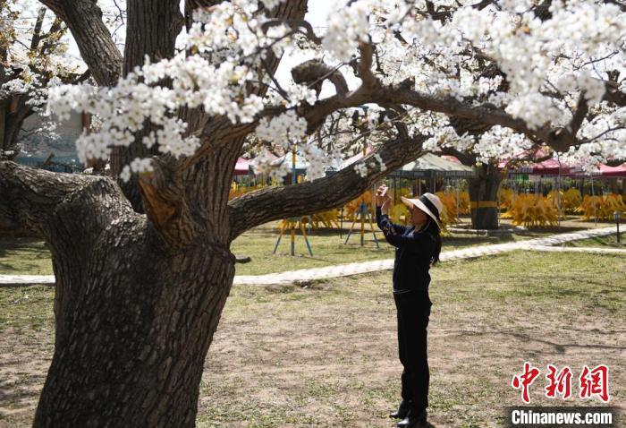 图为游客在古梨树园里自拍留影。　戴文昌 摄</p><p>