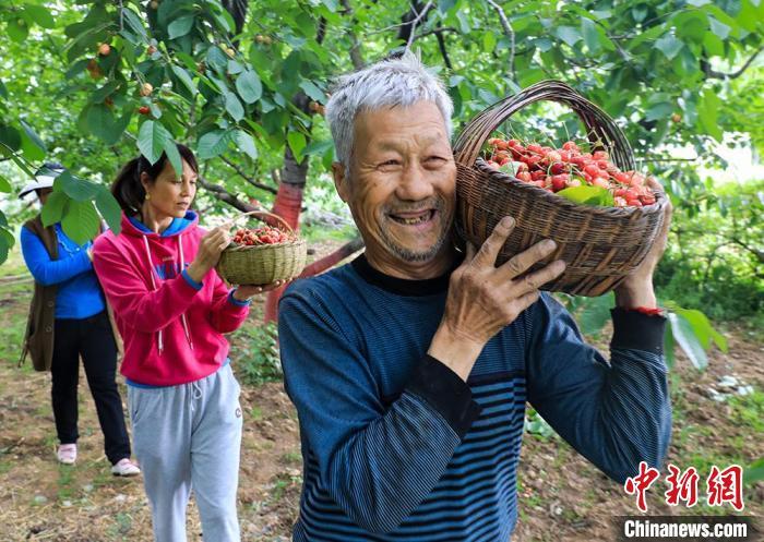 图为果农采摘樱桃。　吴庭栋 摄