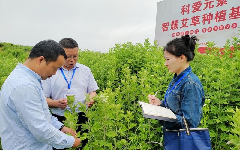 该县纪检监察机关深入蕲艾种植基地。