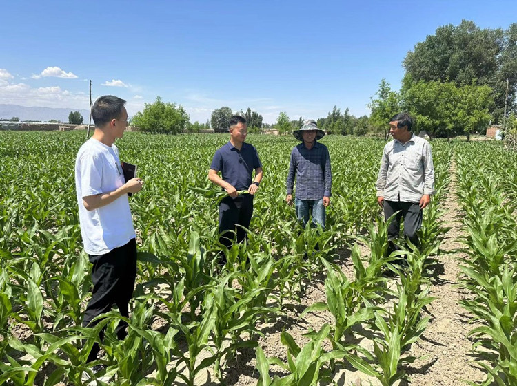 临泽县蓼泉镇纪委工作人员深入田间地头，现场了解玉米制种长势和产业发展情况。.jpg