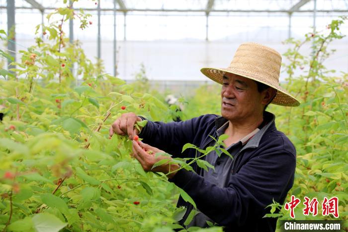 青海“黄河菜篮”果蔬香现代农业设施“智慧种菜”