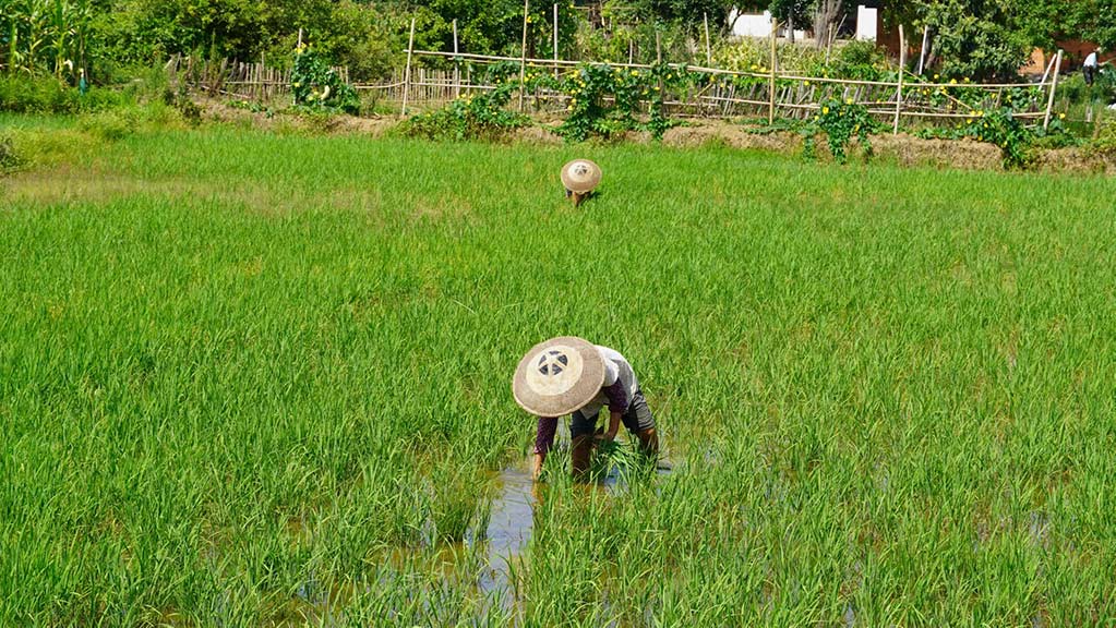 村民正在栽种晚稻。胡奥摄