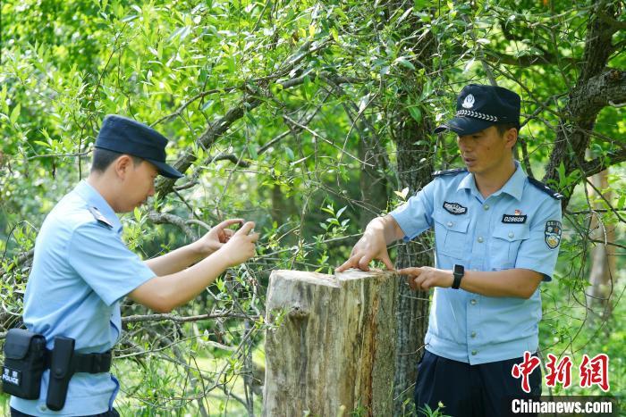 图为马明(右)和战友深入林区勘察伐木现象并取证。(资料图)张家川县公安局供图