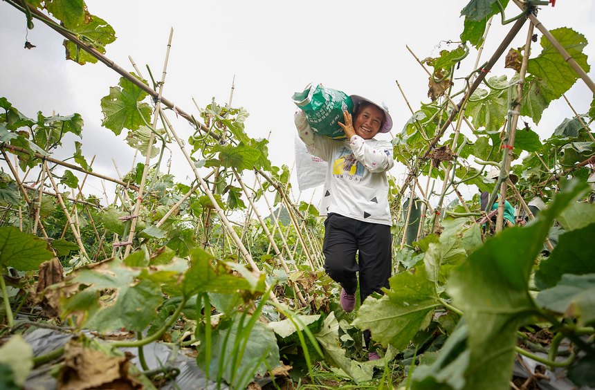 8月3日，村民搬运收获的冬瓜。