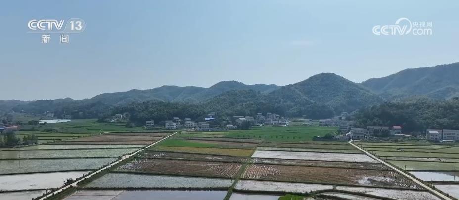 湖南水稻“双抢”基本结束 已完成1907万亩晚稻栽插