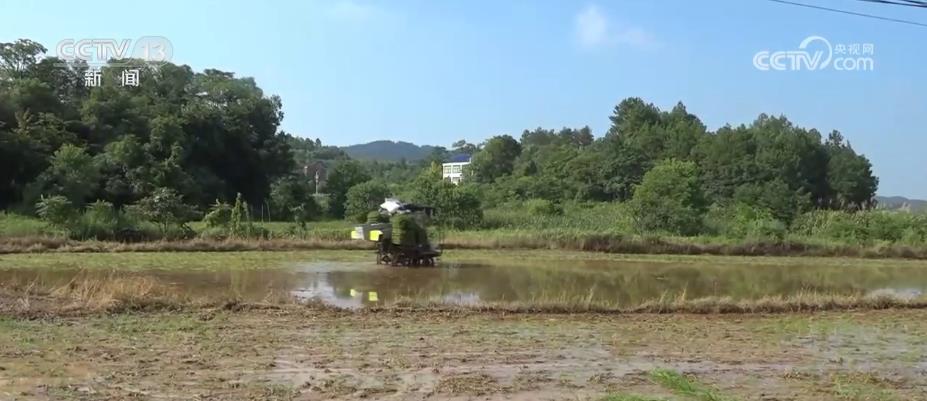 湖南水稻“双抢”基本结束 已完成1907万亩晚稻栽插