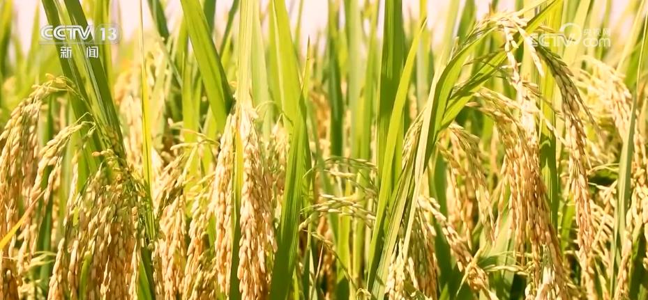 安徽再生稻进入成熟收获期 8月底完成收割
