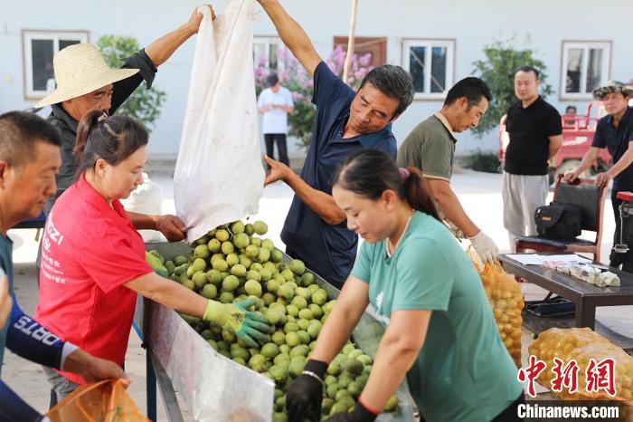 成县核桃栽植历史悠久，特别是最近二十多年来，当地建成了51万亩、1100万株的核桃基地，形成了11条万亩核桃林带和34个示范园，达到户均200株、人均50株以上的规模。图为成县永青林果农民专业合作社内，果农将采摘的核桃就近出售给合作社。李海龙 摄