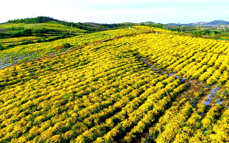 枣阳市刘升镇榆树村3000亩野菊花。吕新兵摄