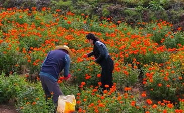 电商女强人柴文静织密乡村供应链