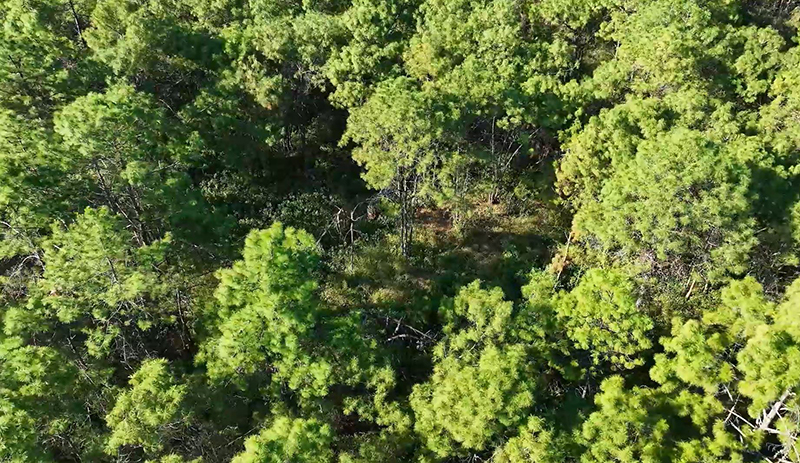 永仁县山多林密，野生松露资源丰富。