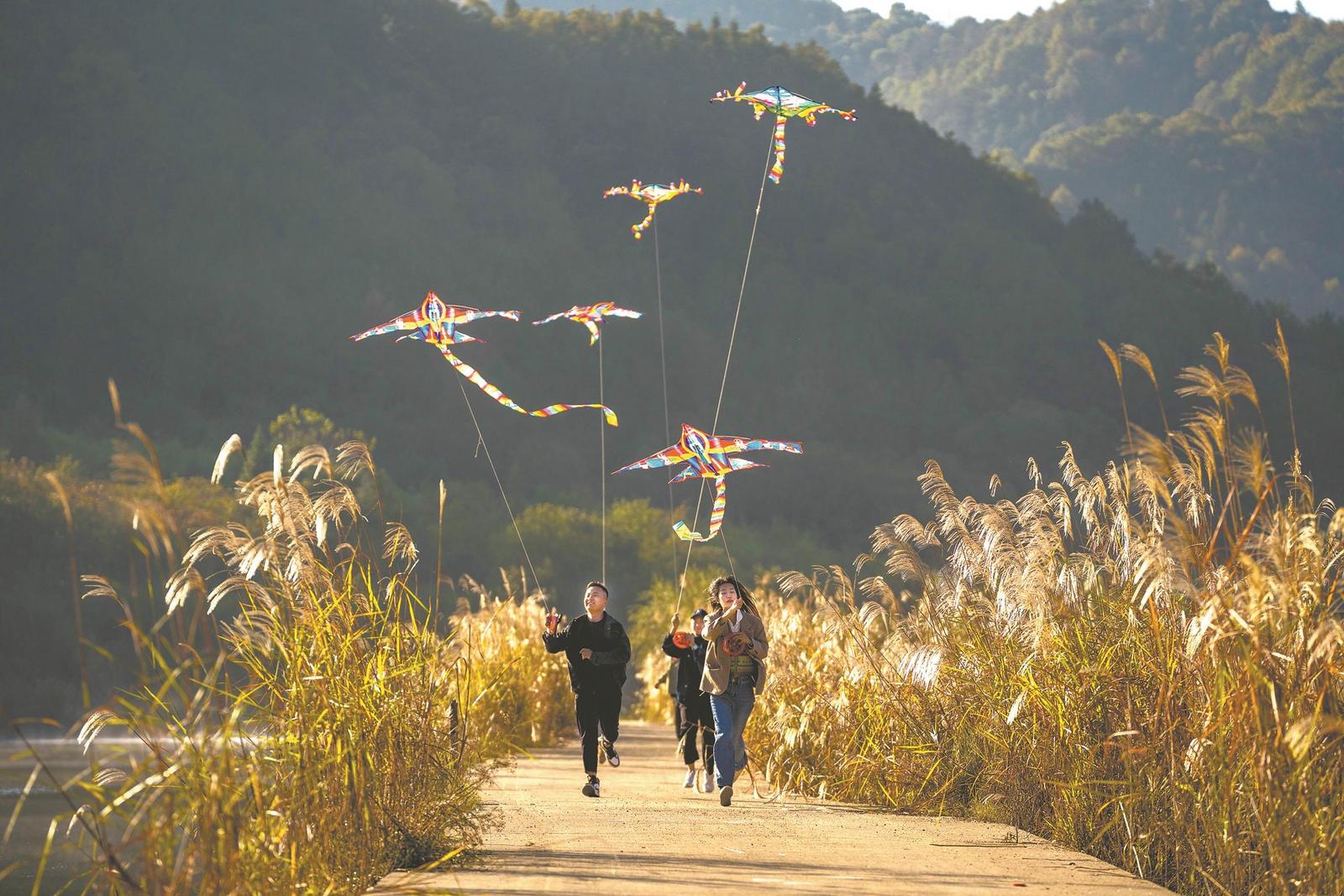 深秋时节，位于宁国市甲路镇周湾村花林畈的湿地公园千亩芦花迎来最佳观赏期。近年来，宁国市将生态颜值转变成旅游价值，以山清水秀的自然环境促进乡村旅游发展。 通讯员 黄 欢 摄