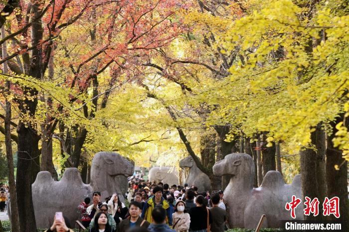 世界文化遗产南京明孝陵石象路色彩斑斓景如画