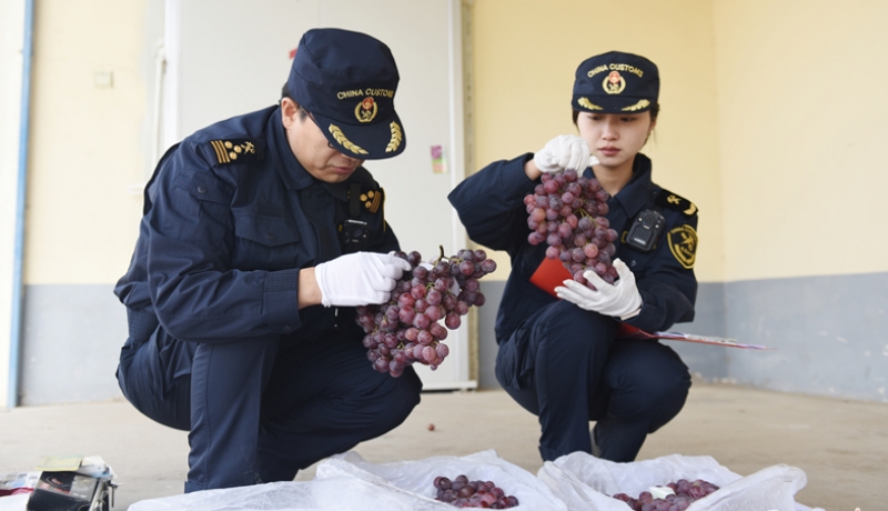 甘肃鲜葡萄首次出口白俄罗斯