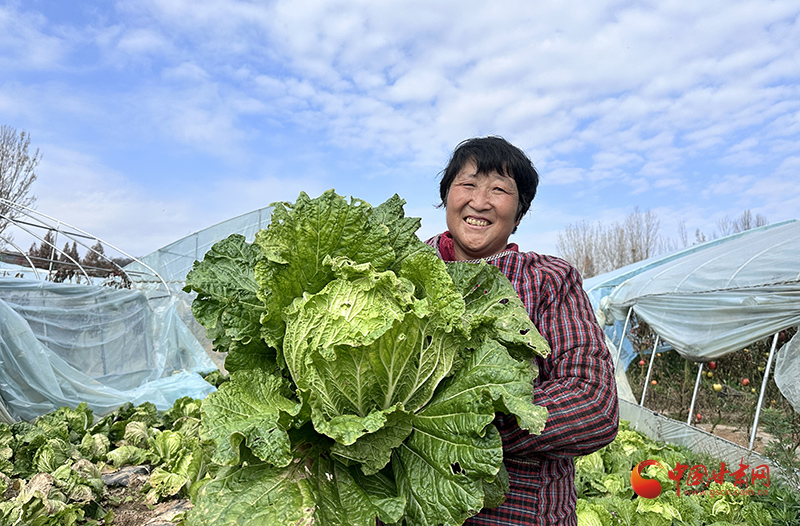 绿叶蔬菜有哪些