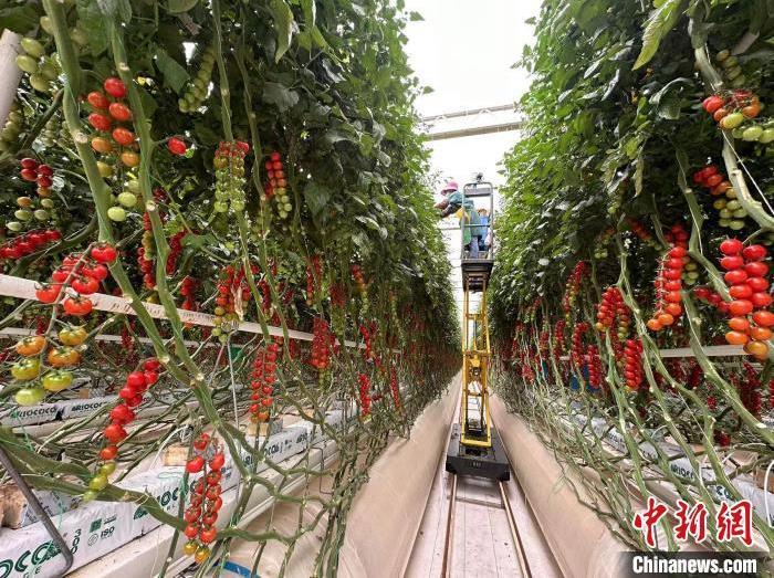 2023年6月，甘肃省张掖市民乐县生态农业大棚内，成串小番茄长势良好。(资料图)杨艳敏 摄