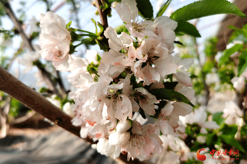 临泽：樱桃花开授粉忙