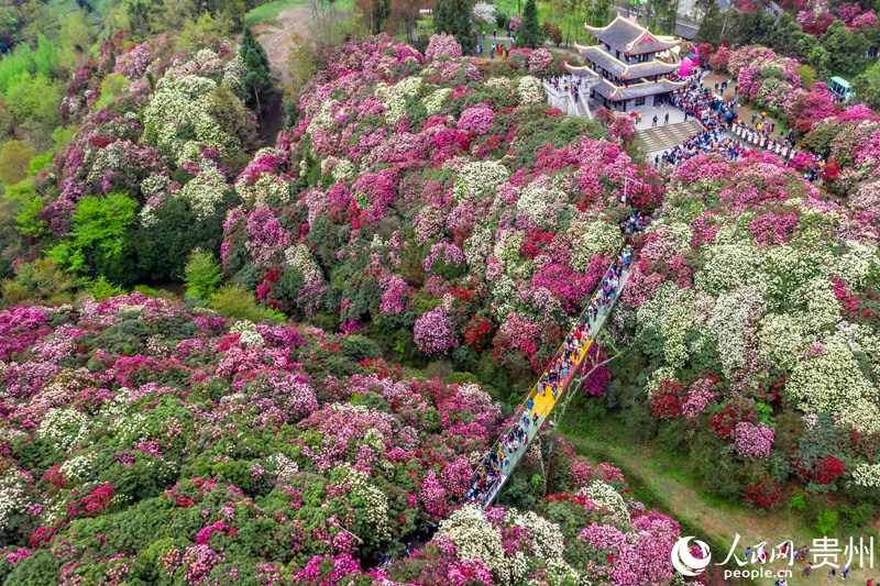 2 航拍贵州省毕节黔西市百里杜鹃金坡景区内，漫山遍野盛开着杜鹃花。人民网 涂敏 摄