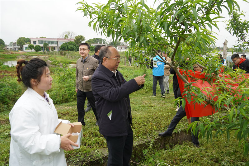 专家现场为果树悬挂天敌昆虫卵卡。受访单位供图