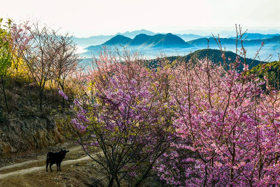 大田仙居山樱花园。黄海摄 