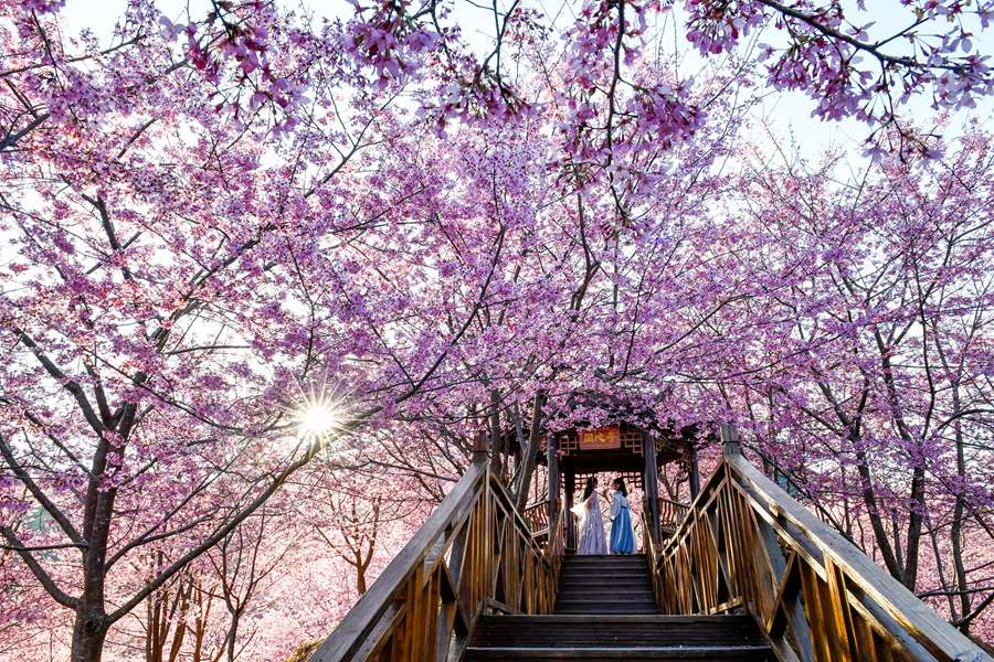 大田仙居山樱花园。黄海摄 