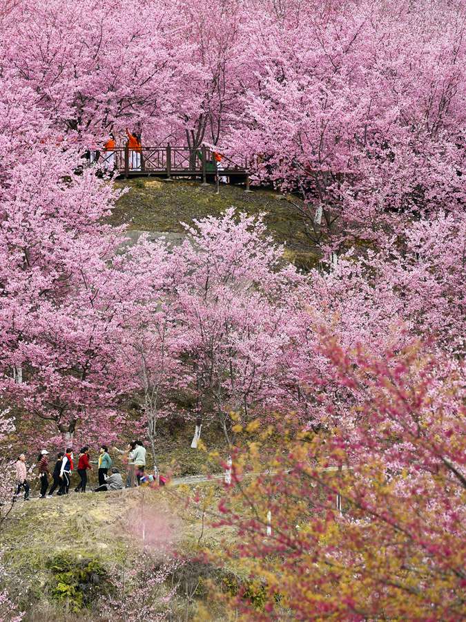 大田仙居山樱花园。黄海摄 