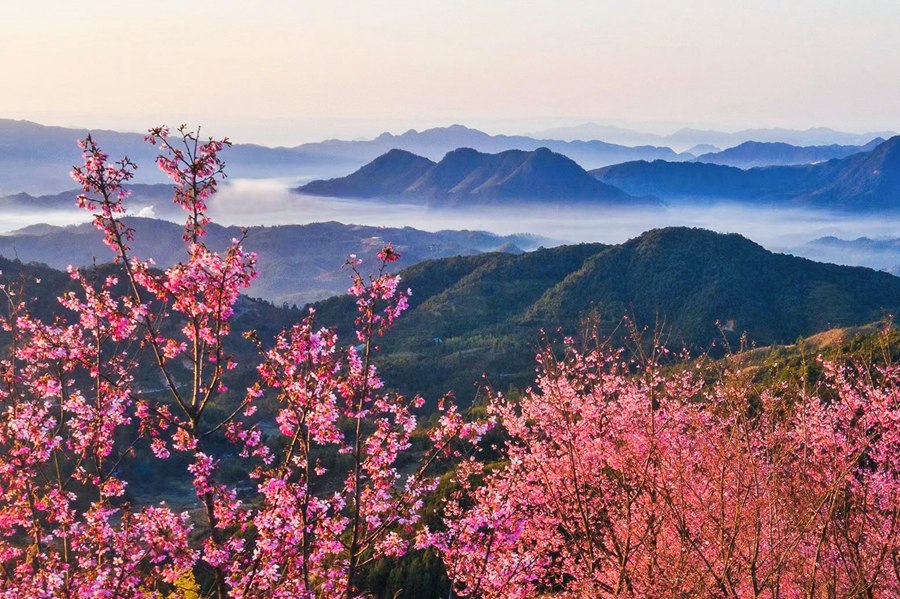 大田仙居山樱花园。黄海摄 