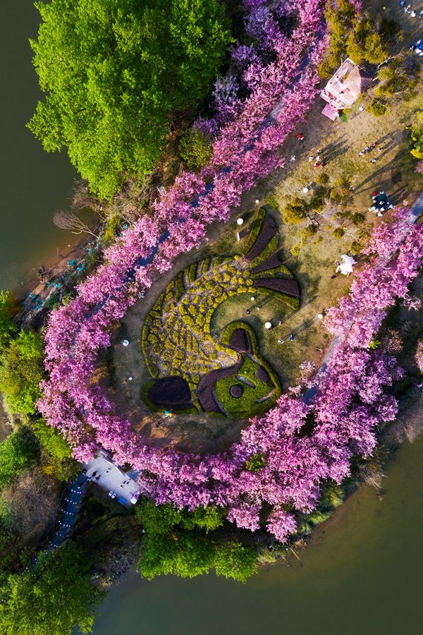 福州鲤鱼洲（国宾馆）樱花园。黄海摄 