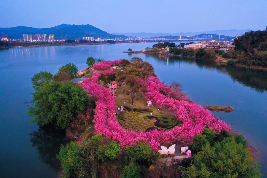 福州鲤鱼洲（国宾馆）樱花园。黄海摄