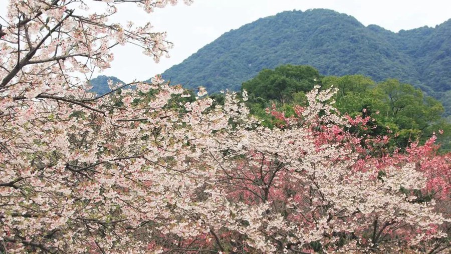 龙岩漳平德林兴生态园。福建省樱花协会供图