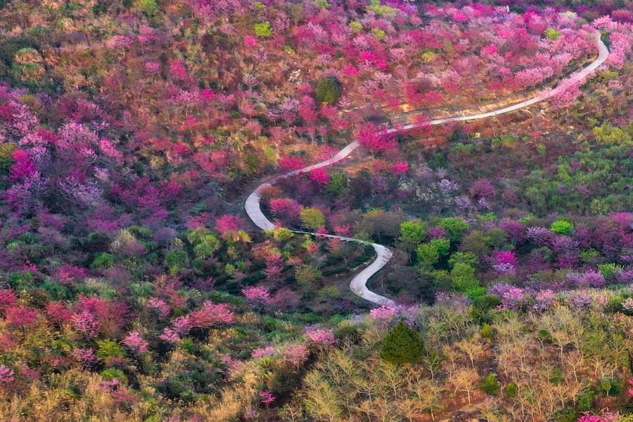 漳州南靖故田樱花生态园。黄海摄