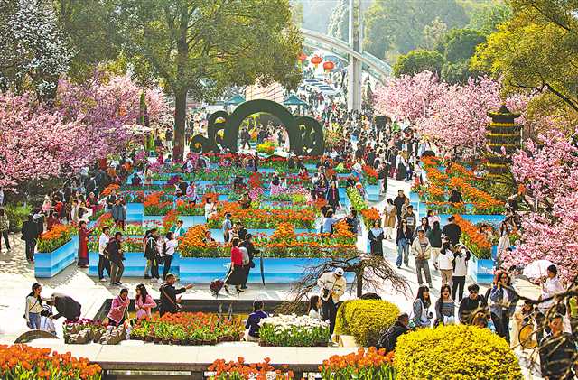 2月19日，南岸区南山植物园，市民和游客在花海中拍照、赏花，享受春天的气息。记者 尹诗语 摄/视觉重庆