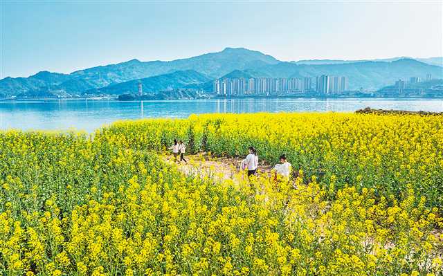 2月17日，开州区汉丰湖国家湿地公园，油菜花竞相绽放，吸引不少市民前来踏春。通讯员 王晓宇 摄/视觉重庆