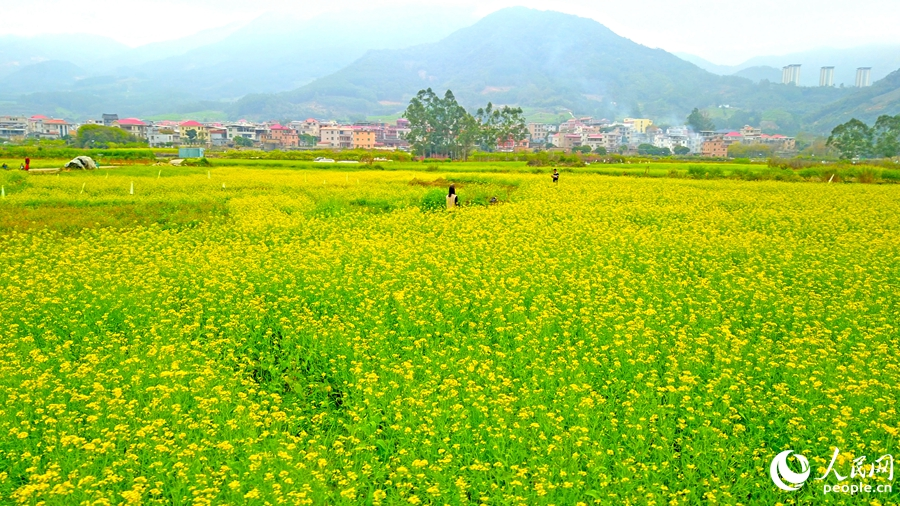 层层叠叠的油茶花海犹如大地铺金。人民网 李昌乾摄