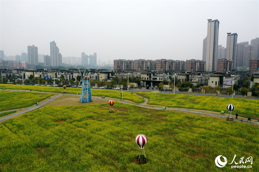 江西南昌马兰圩湿地公园内的油菜花绽放，景色怡人。 人民网记者 时雨摄