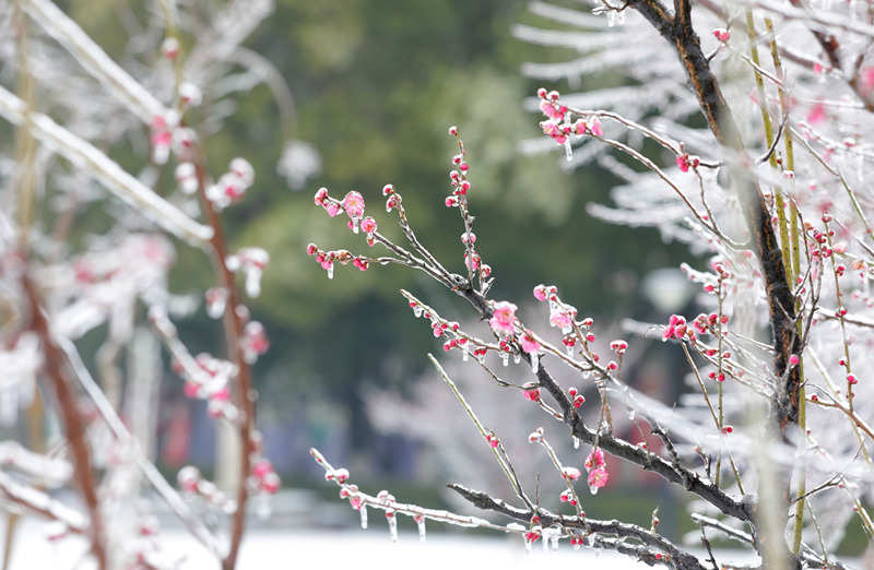 红梅在雨雪中绽放。钟祖彪摄