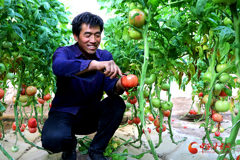 民勤：春耕时节“春收忙” 暖棚“丰景”果蔬香