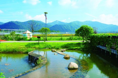 江西南昌：湿地如画 鸥鸟纷沓