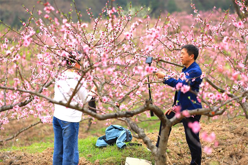 6. 3月27日 慕名前来的游客正在花海中赏花打卡。（潘文 摄）