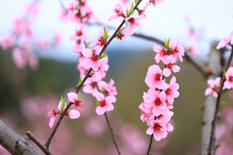 3. 3月27日 剑河县岑松镇塘脚村妩阳红桃桃花绽放，美轮美奂。（潘文 摄）