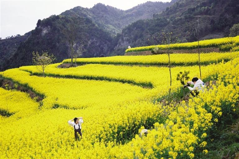 陇南徽县大河店镇高山油菜花竞相绽放