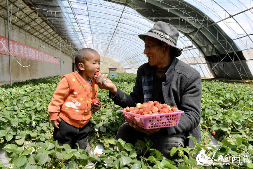 普琼带着孙子在草莓大棚体验采摘乐趣。人民日报记者 琼达卓嘎摄