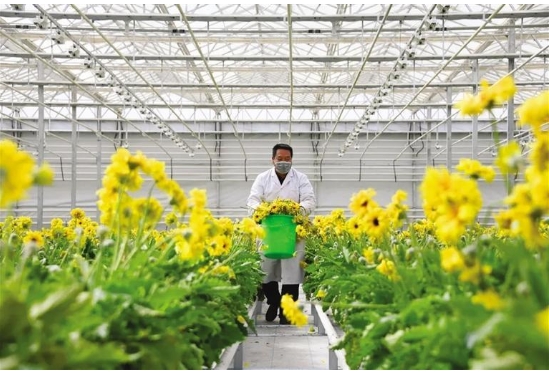“五一”期间兰州新区花卉交易中心销售绿植、鲜花3000余盆（束）