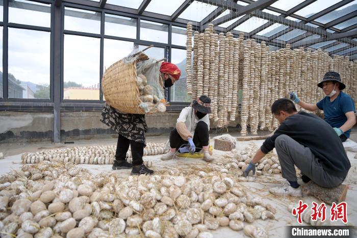 5月10日，甘肃省甘南藏族自治州迭部县一青稞酒厂，工作人员用青稞面和青稞草等制成的曲坯用绳子串起来，方便挂起来晒干。九美旦增　摄