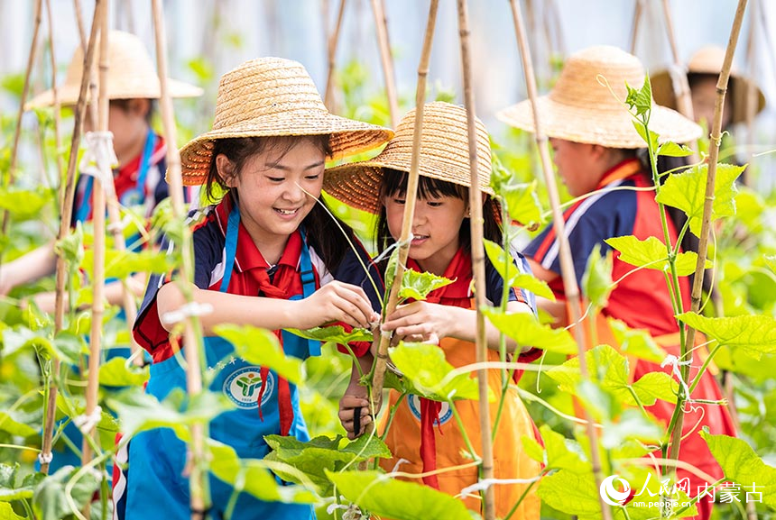 呼和浩特市玉泉区百什户小学学生在“校园农场”大棚内管护黄瓜。丁根厚摄